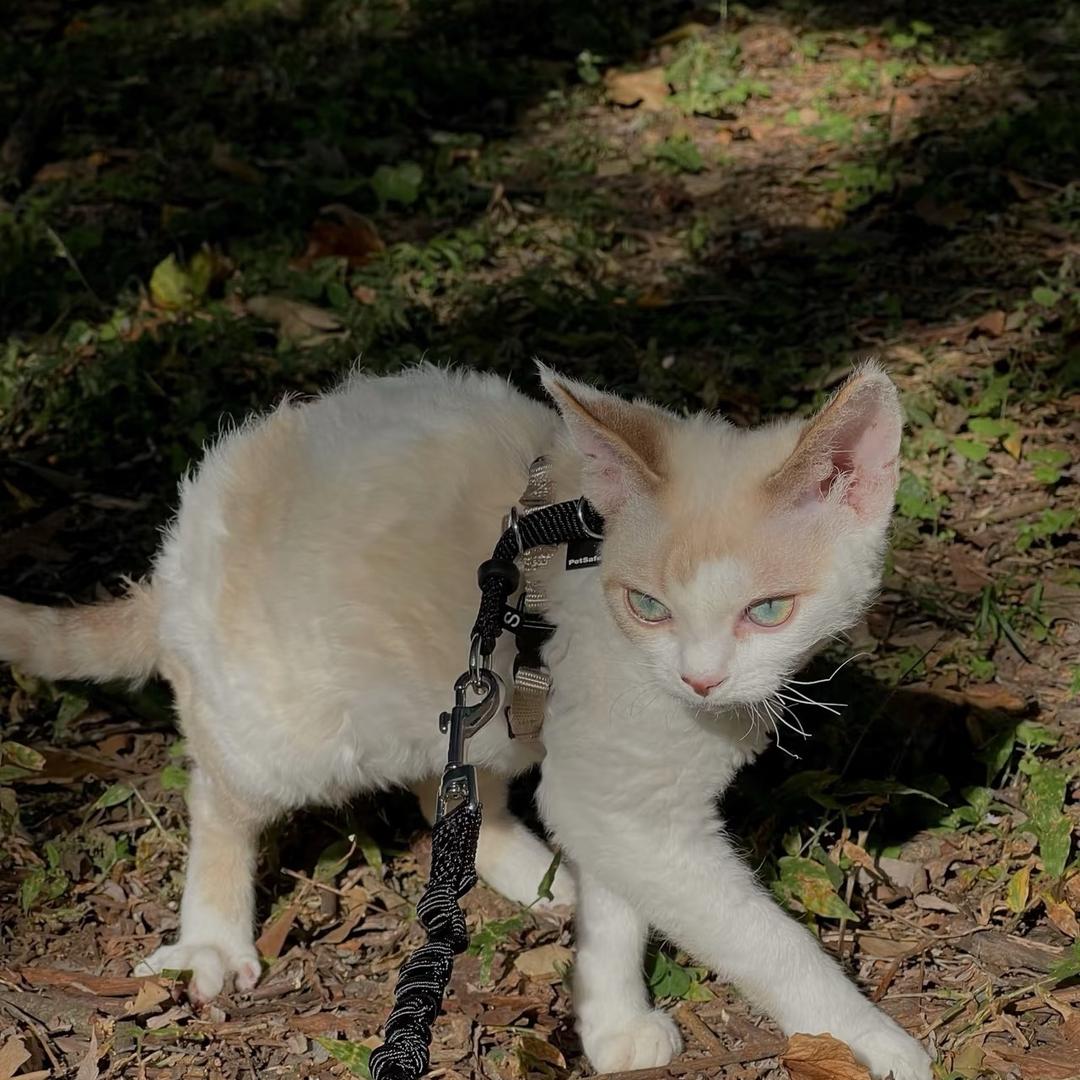 遛猫猫🐱