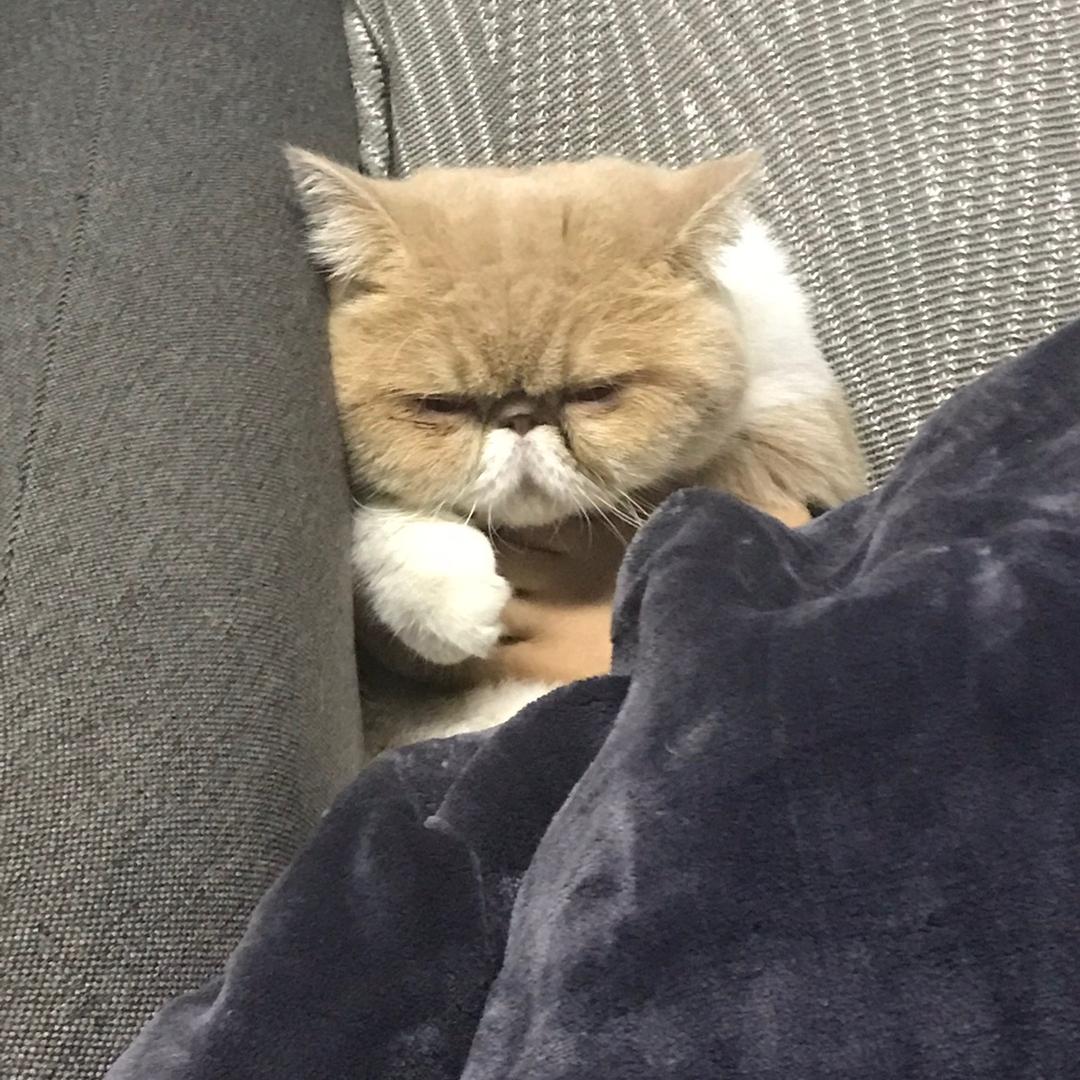 🌈阿狸和闪闪🌟