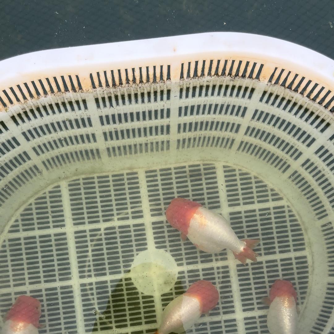 闽侯县南通洲头观赏鱼科研养殖场