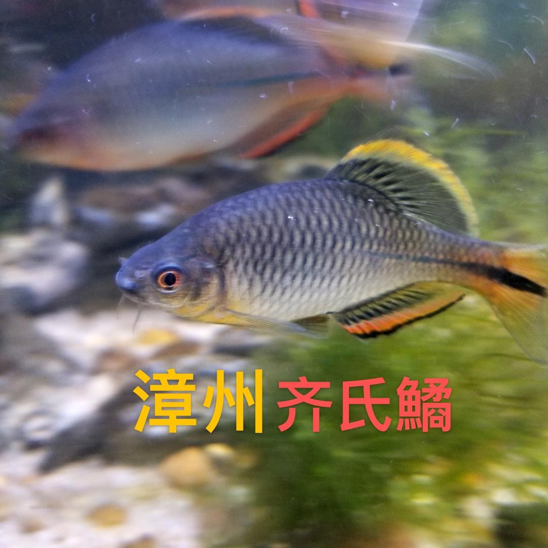 原鱊部落（漳州齐氏鱊）漳州齐