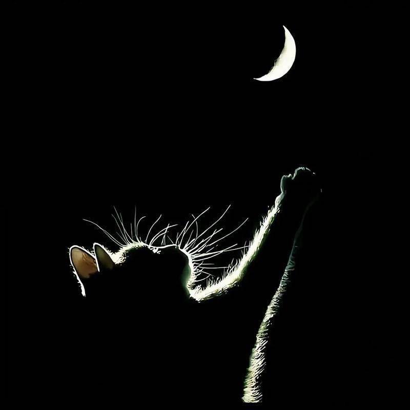 偷取一夜星光