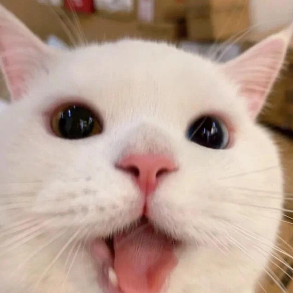 肉嘟嘟😯