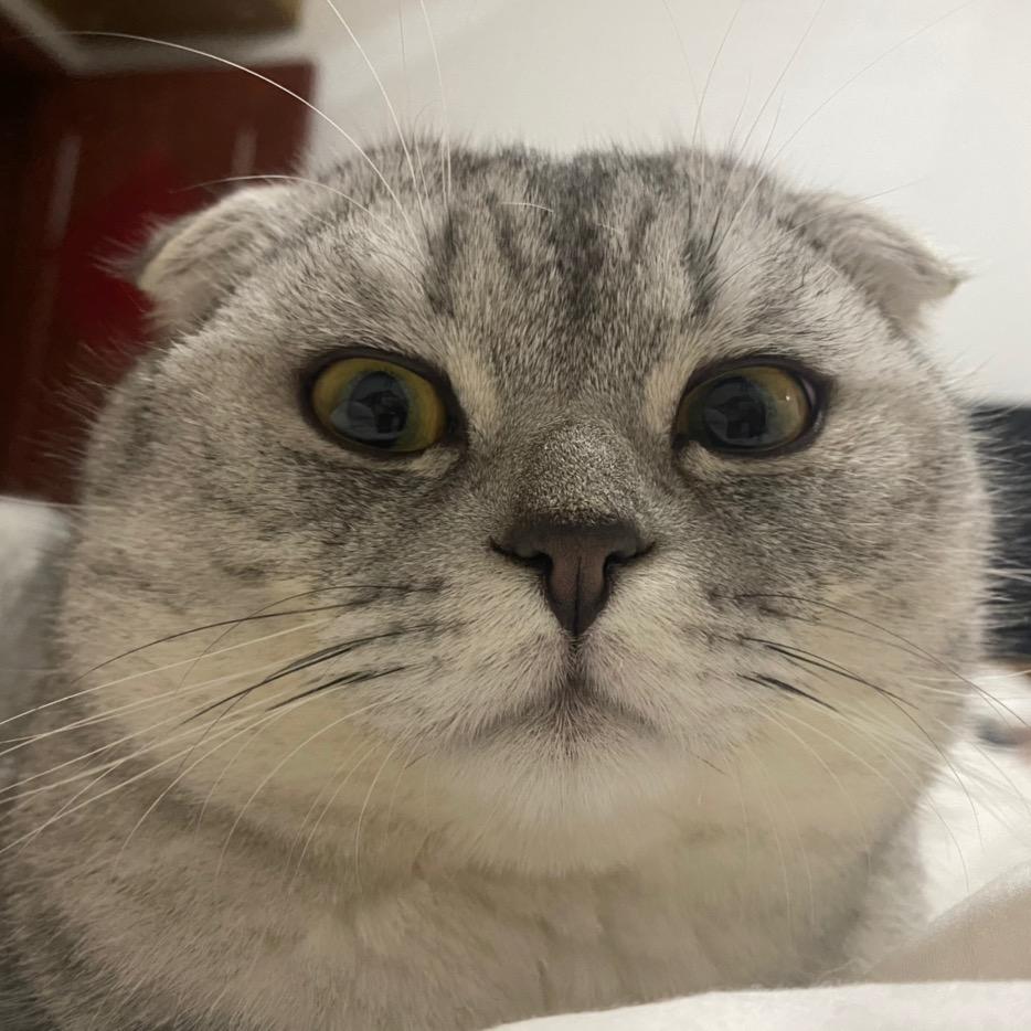 ゛猫小喵的安与宁〆