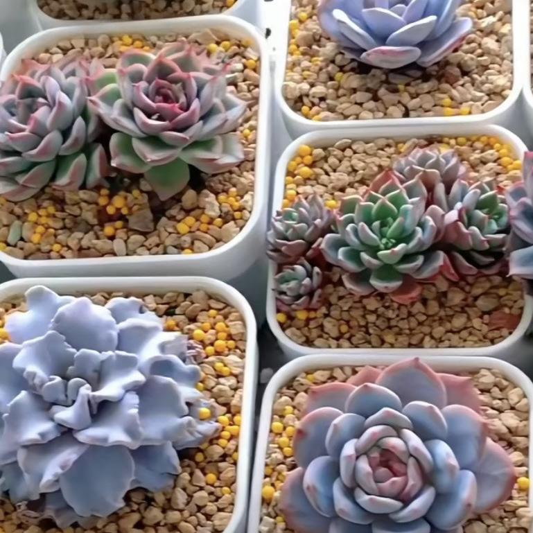 云之南精选花盆