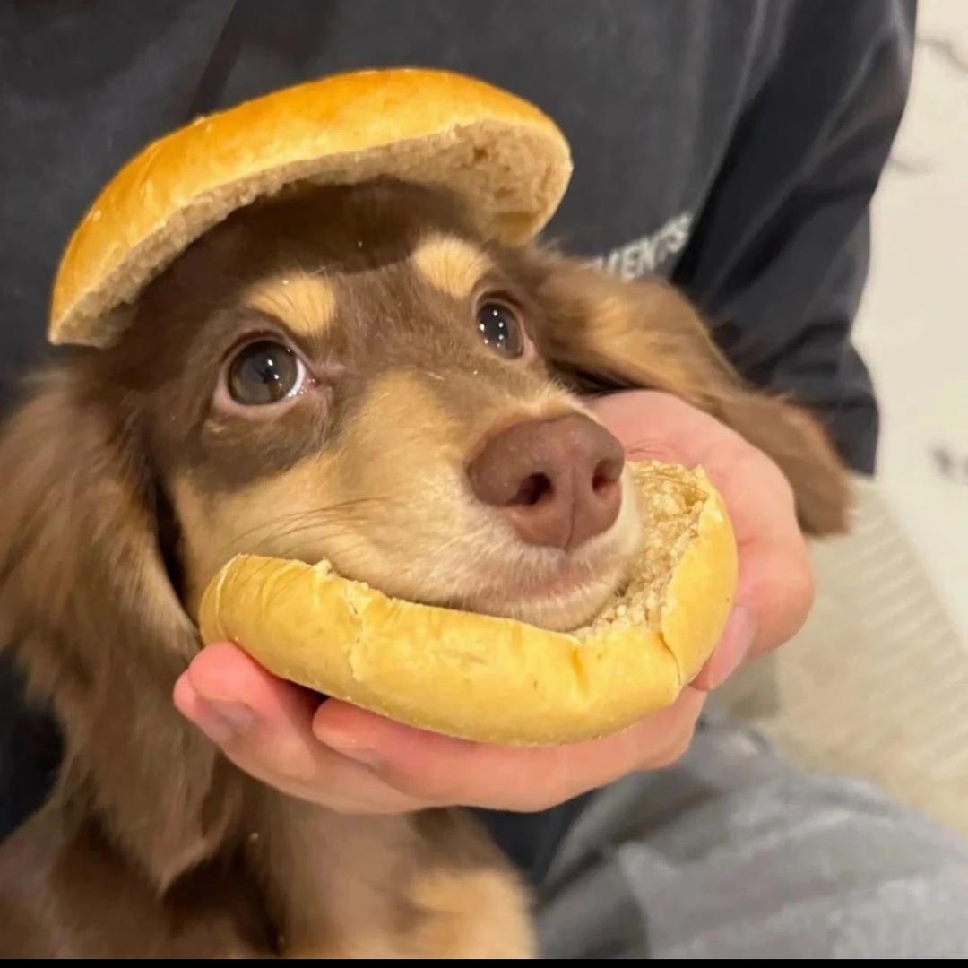 呼呼_yoo