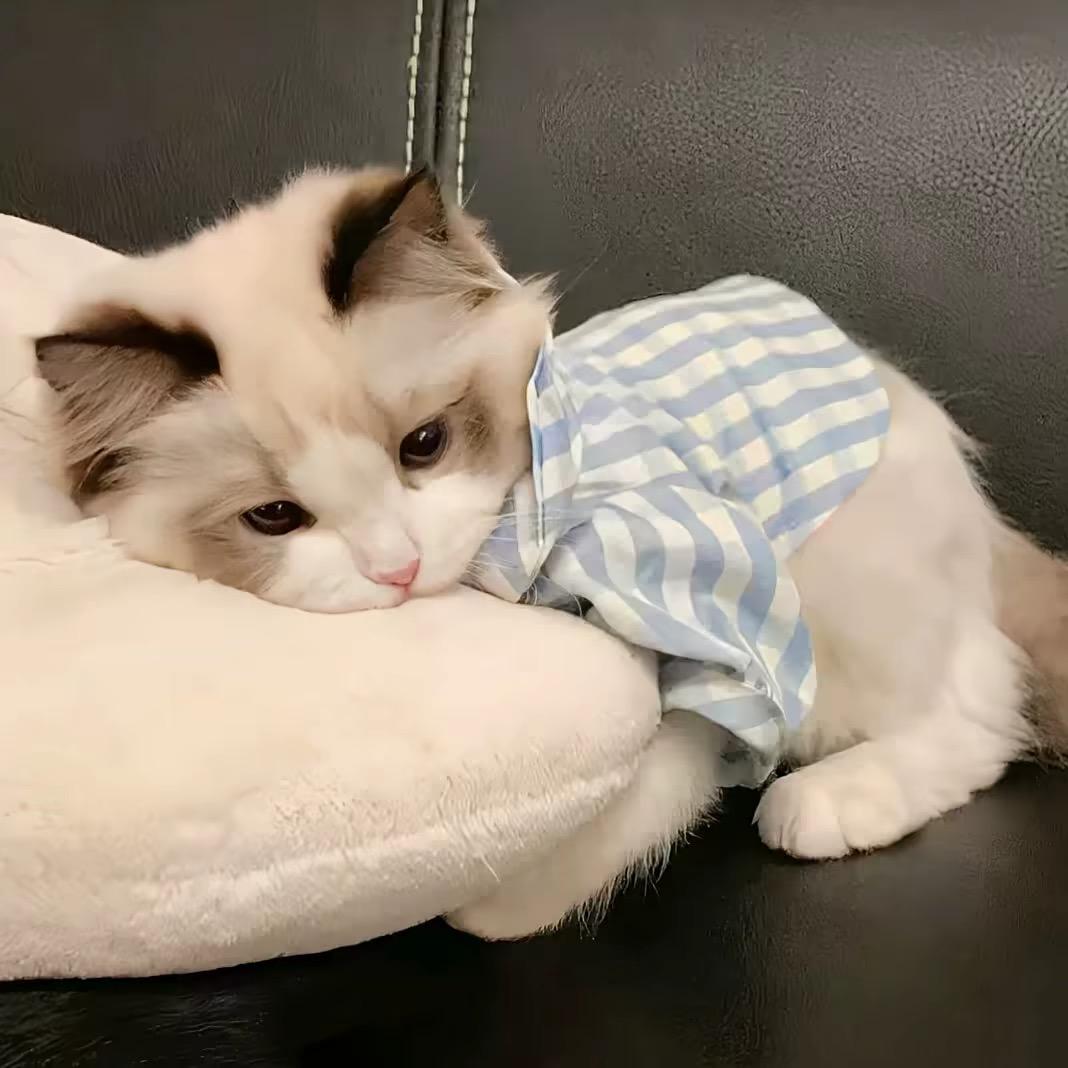 茉莉雨.