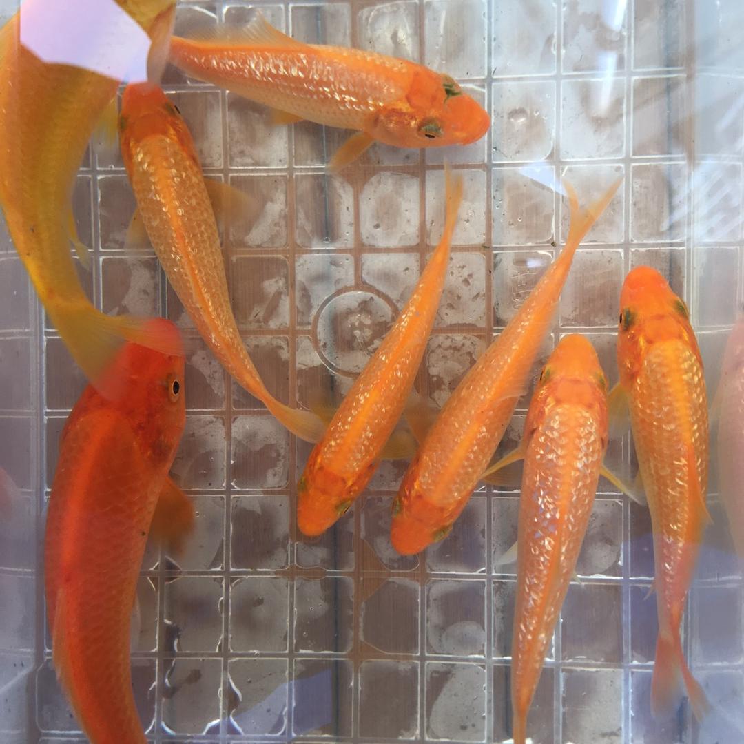 振哥玩锦鲤