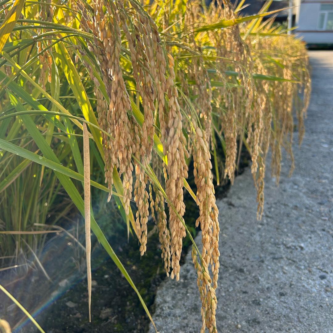 五常常仆三姐农产品优品店