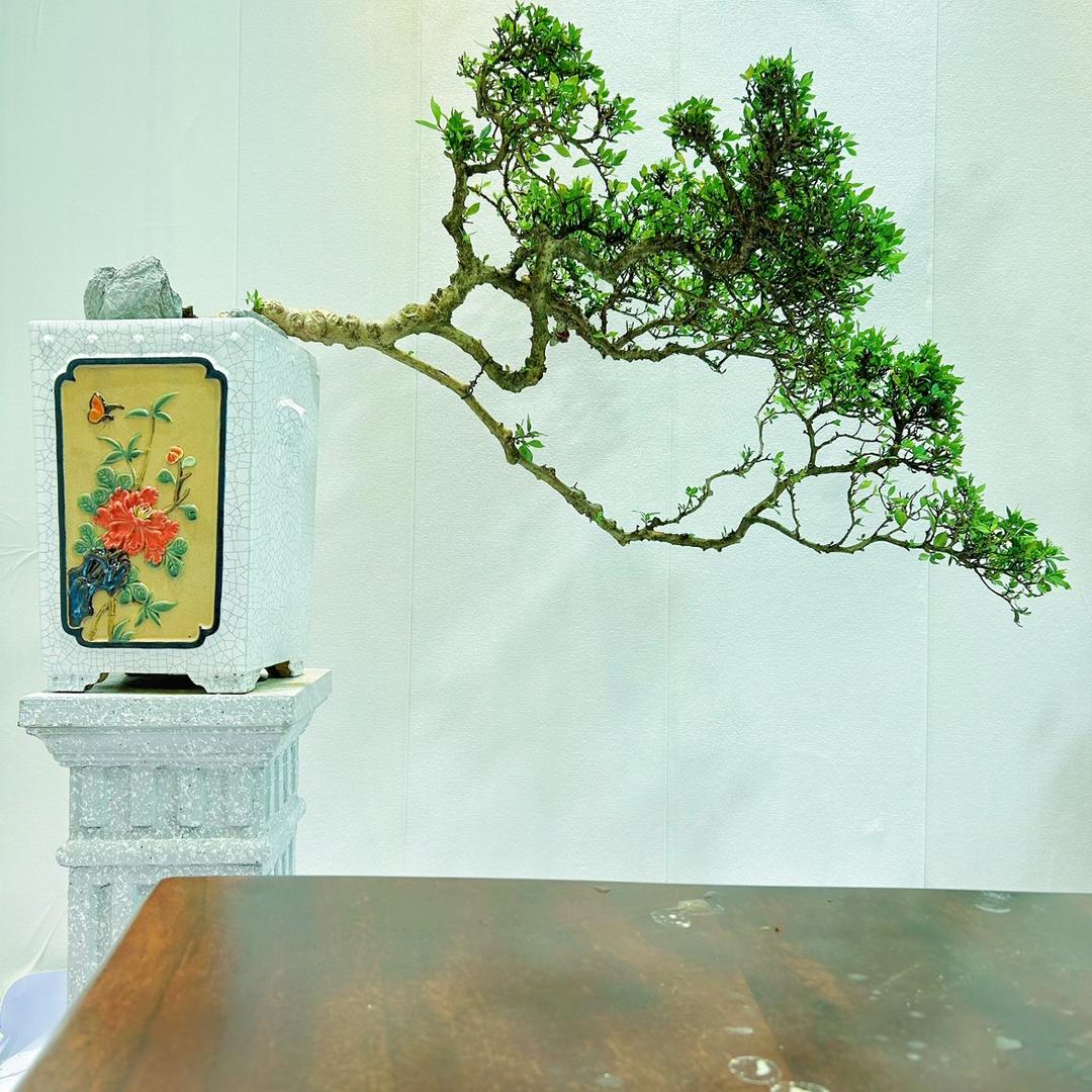 紫金艺术盆景园