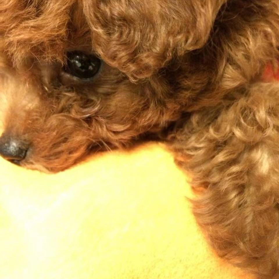 小娴