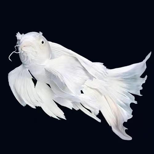 满丰水产