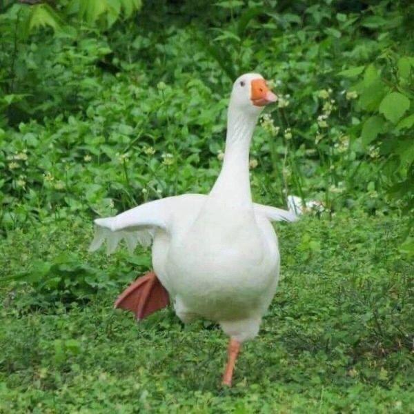 AB型的双子座♊️