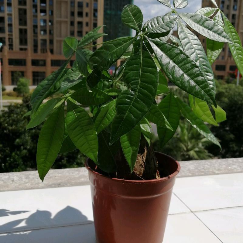 a明天更好（商品在橱窗）