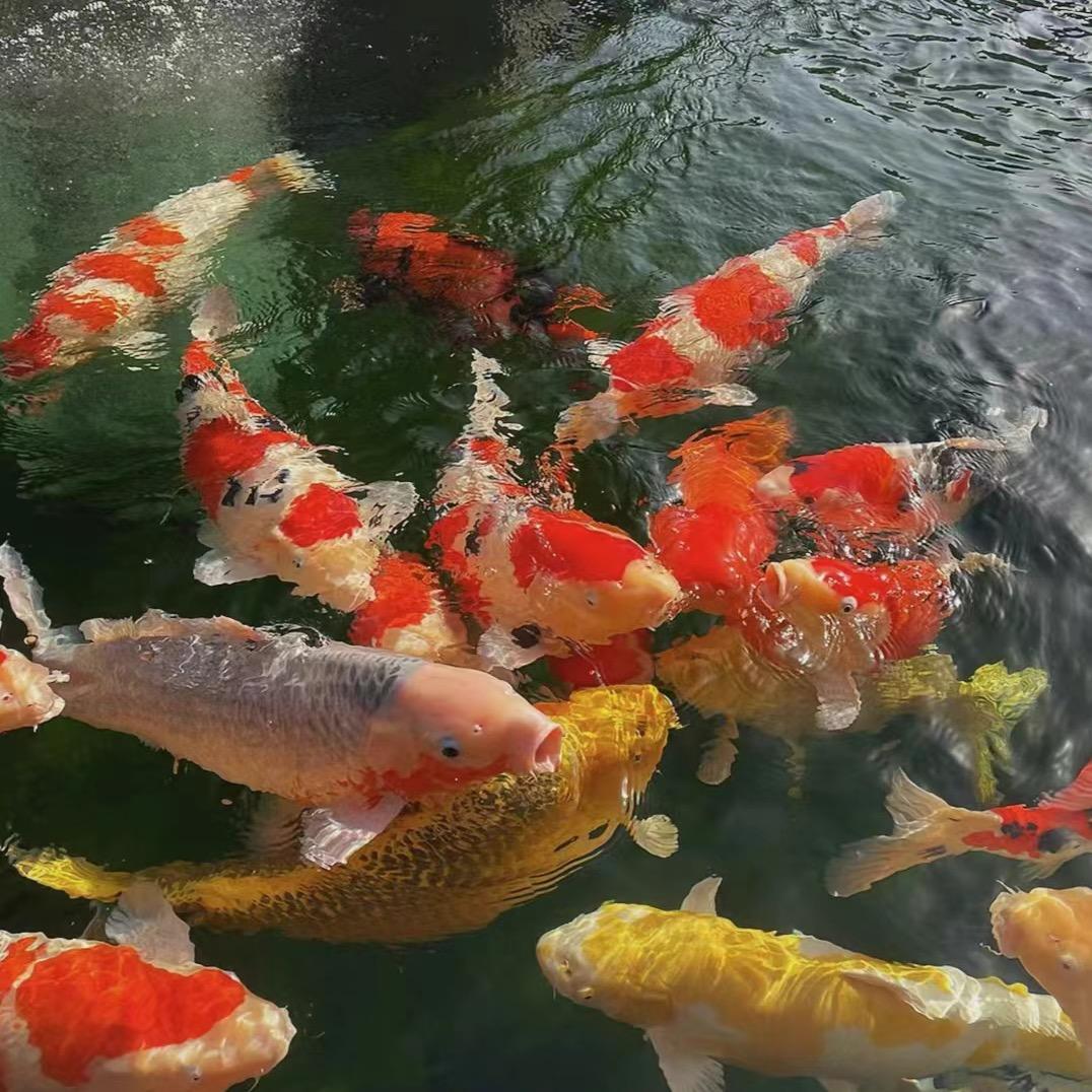 一颗蒜