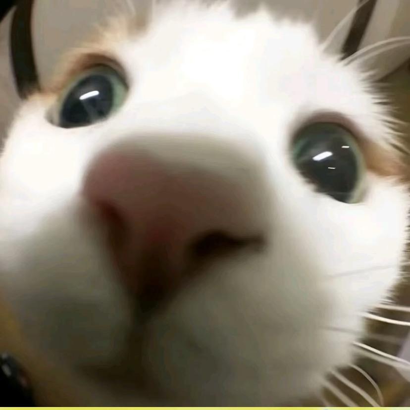 喵了个咪ᗦ↞︎◃︎