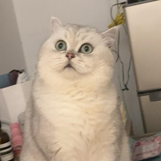 耐斯