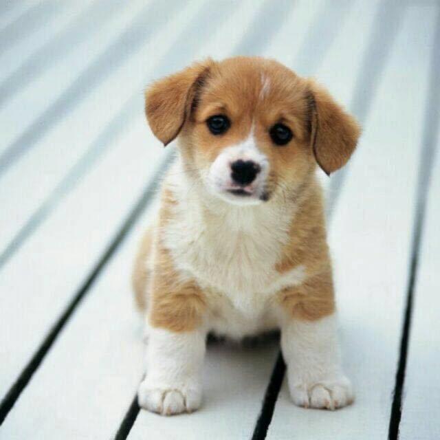少俊