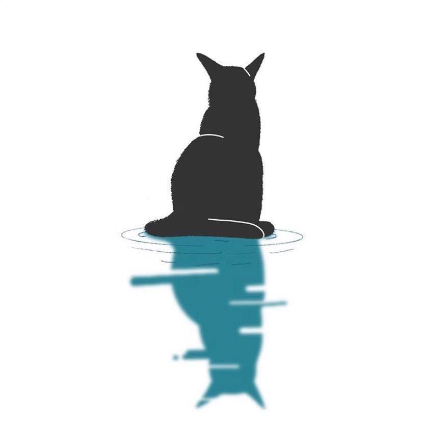 仔仔宠物猫
