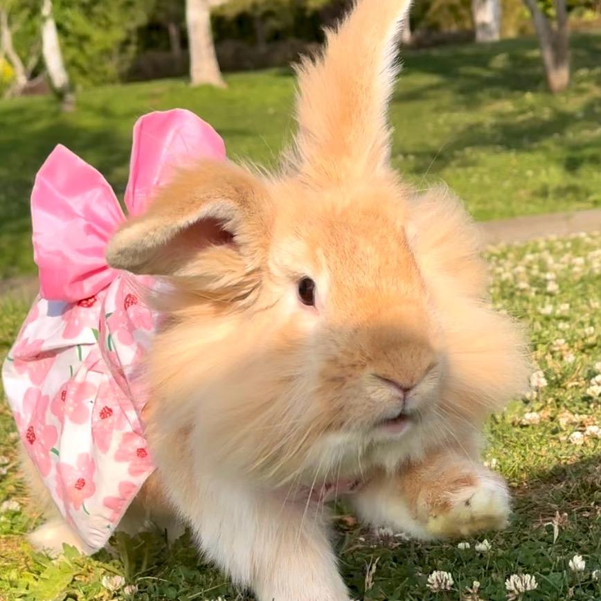 ‘ 滚滚儿🐰