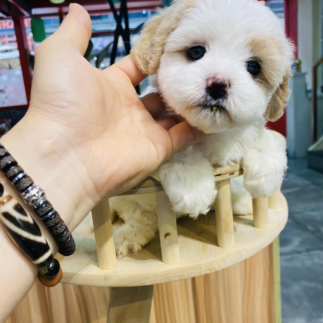 金奖宠物优品