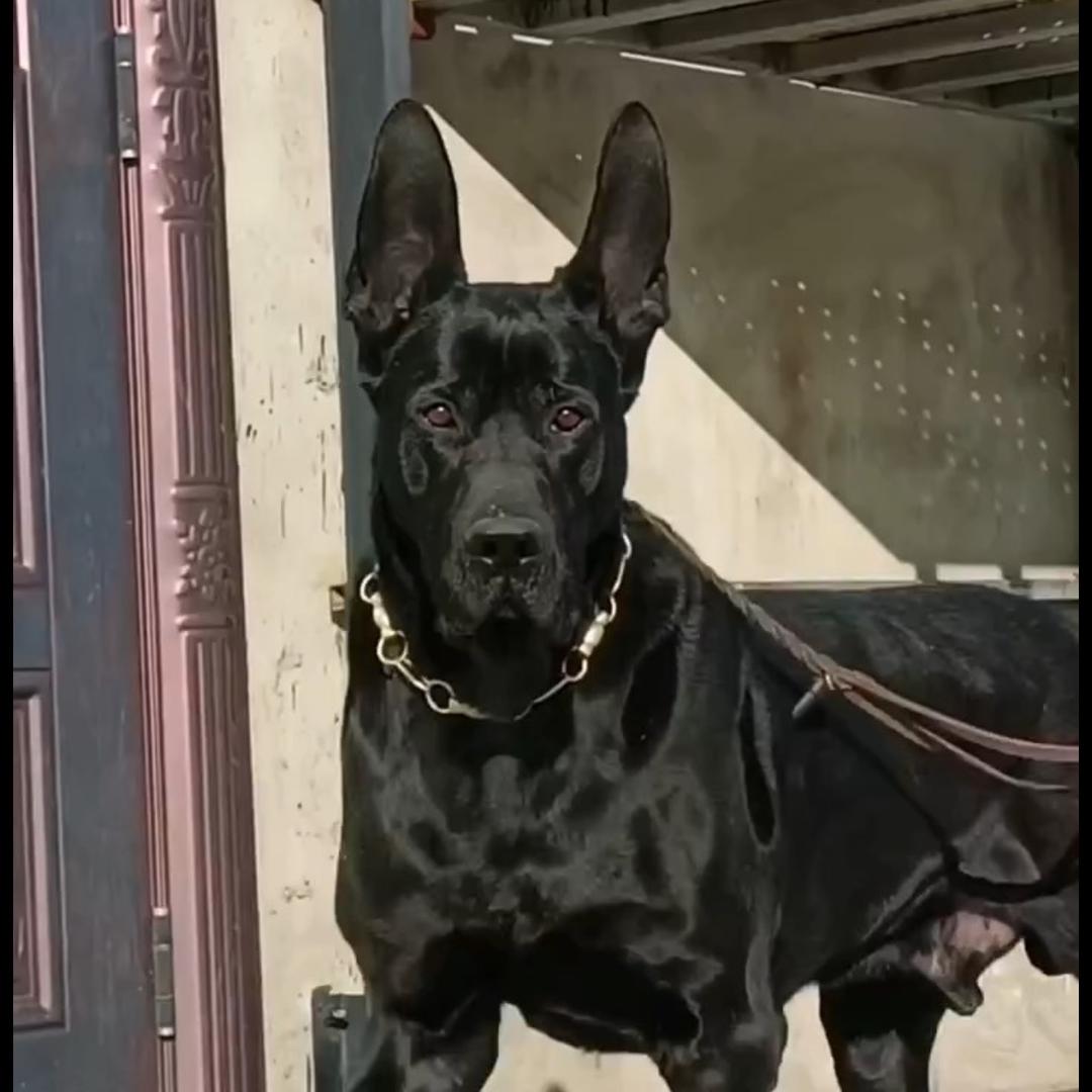 黑狼犬养殖场