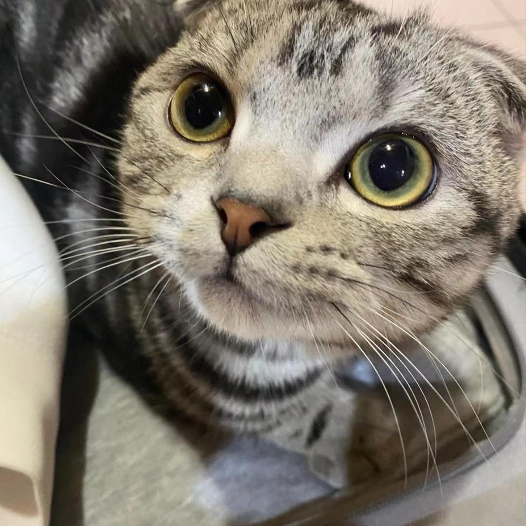 无花果树下的眼泪