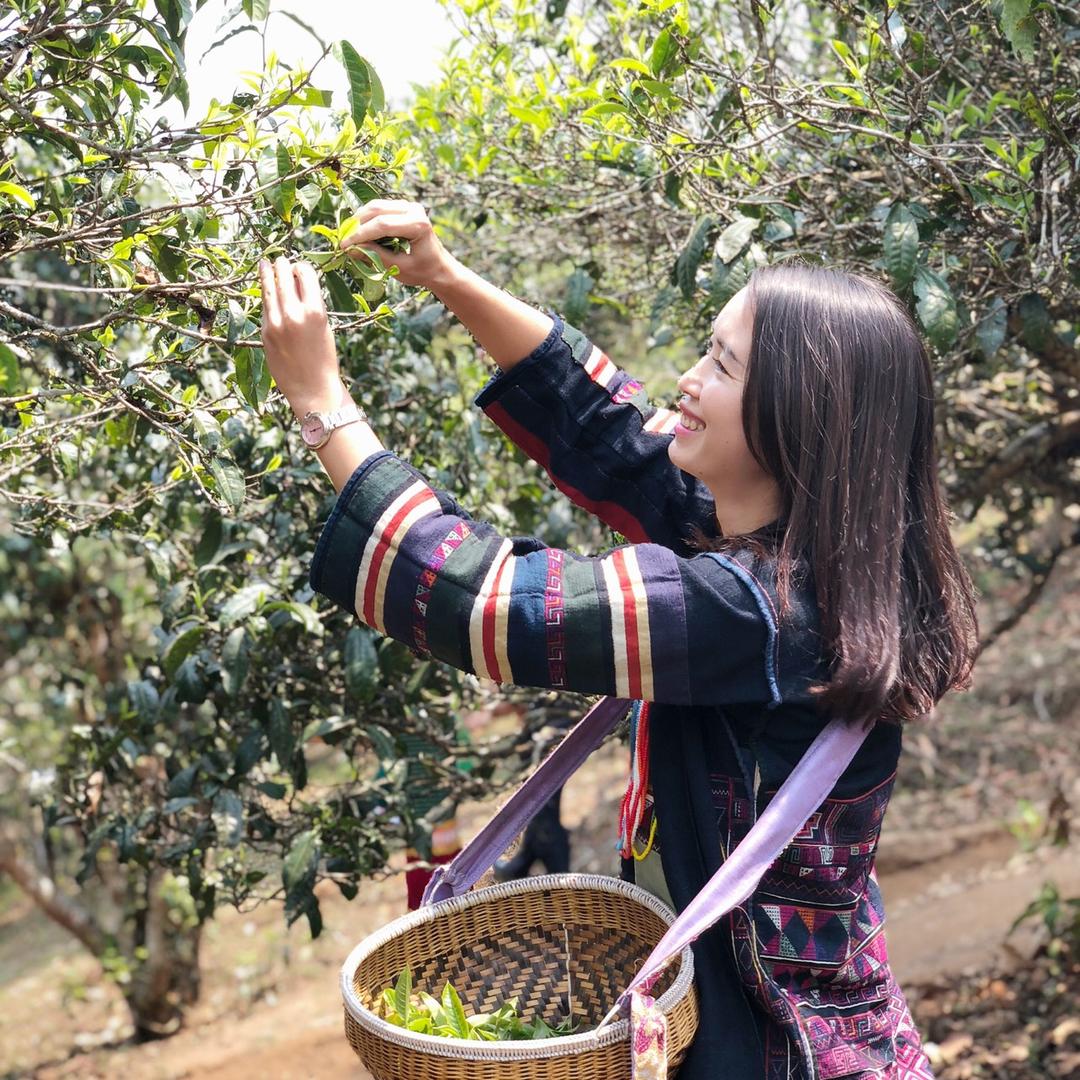 春花🍵🍃