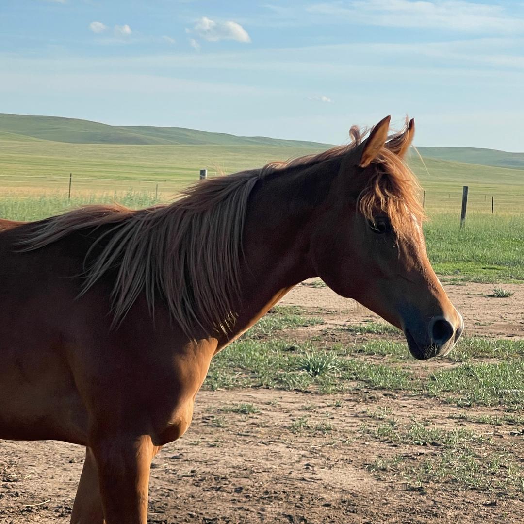 Chaolusu ба 🐎