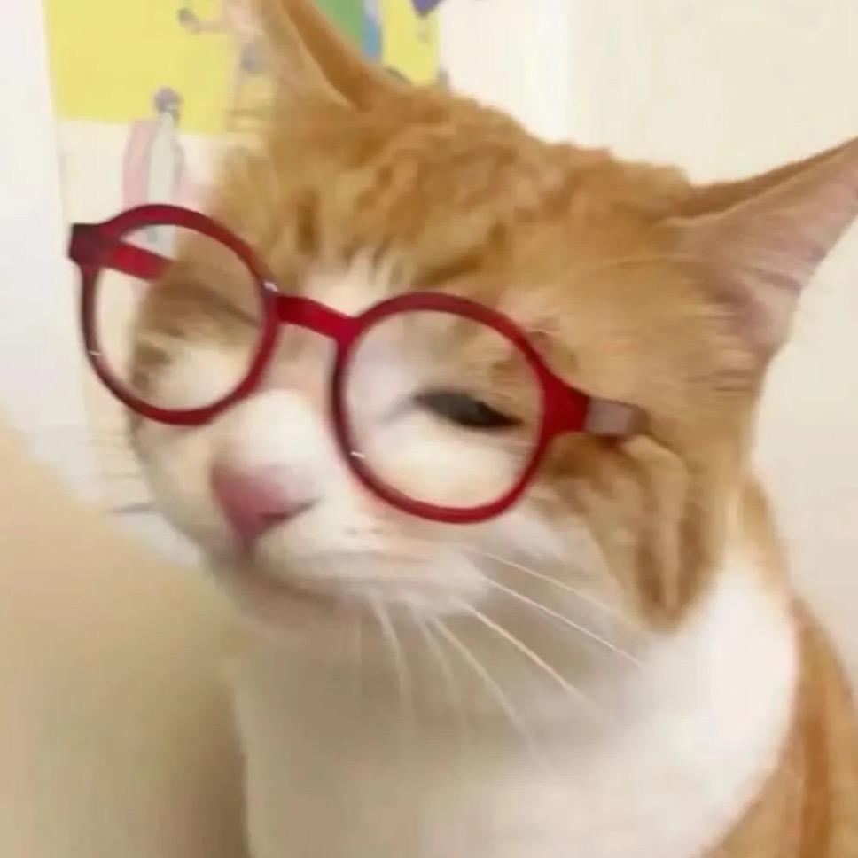下了猫猫雨