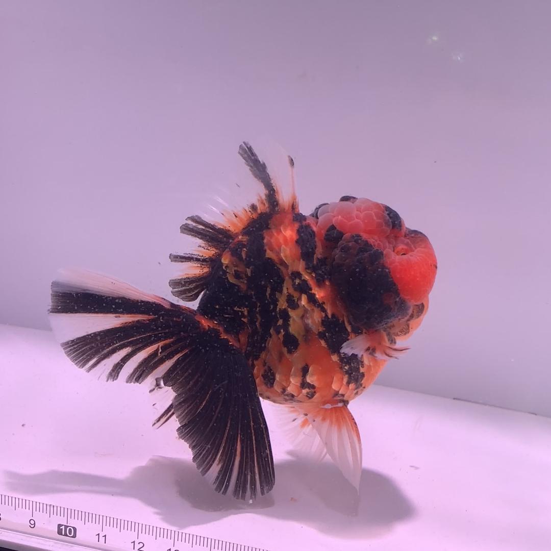 鱼快观赏鱼