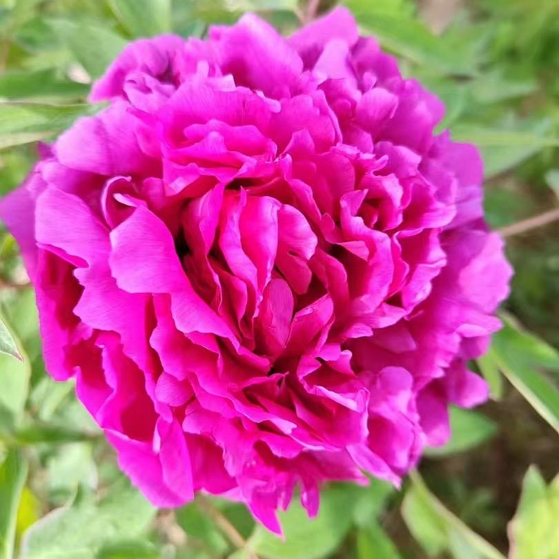 听香水榭花卉园艺