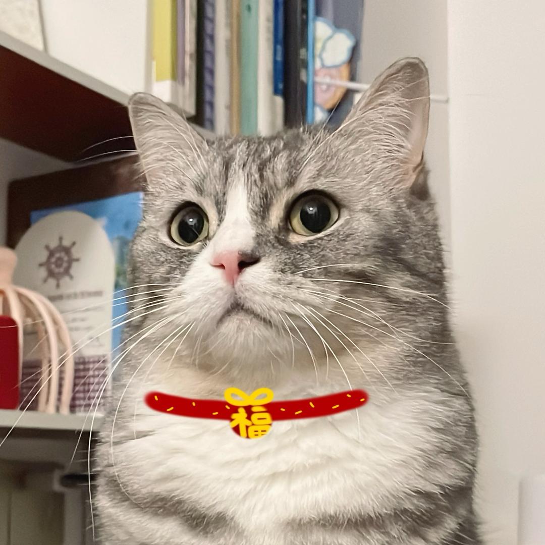 Summer是一只小猫