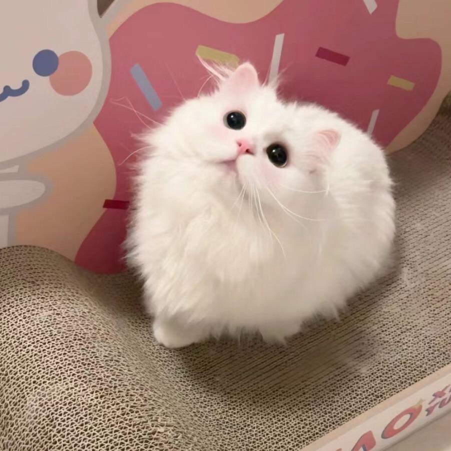 迪迪子