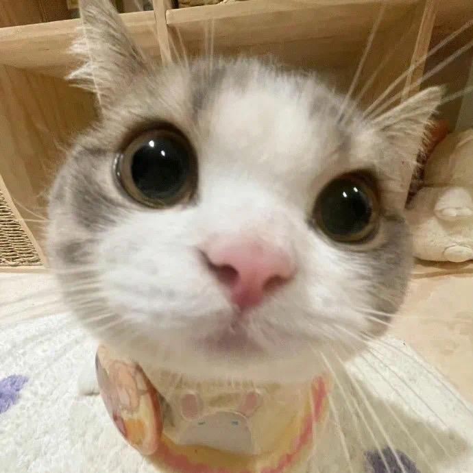 悲伤的猪大肠^o^