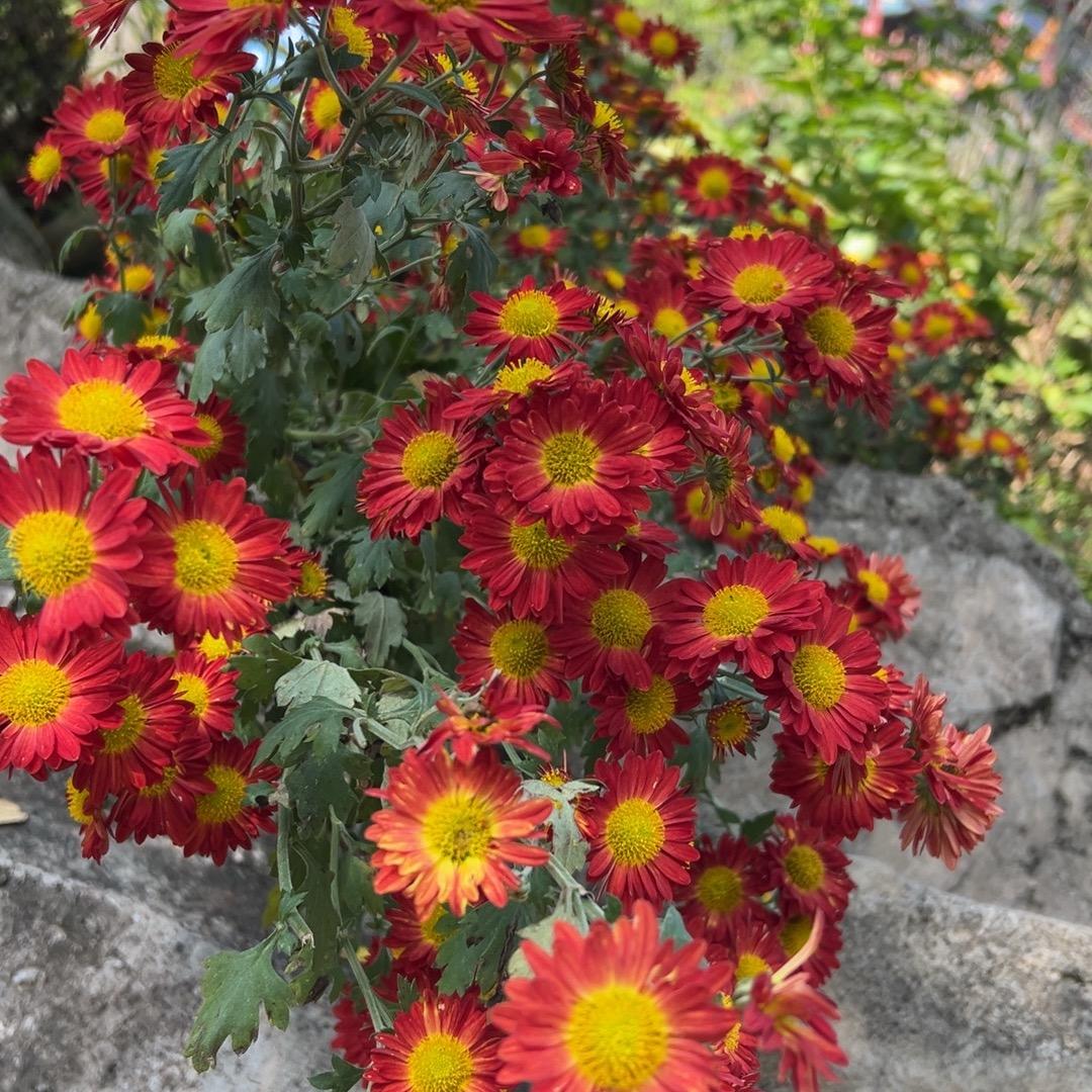 爱🍎才🍎爱🍎己