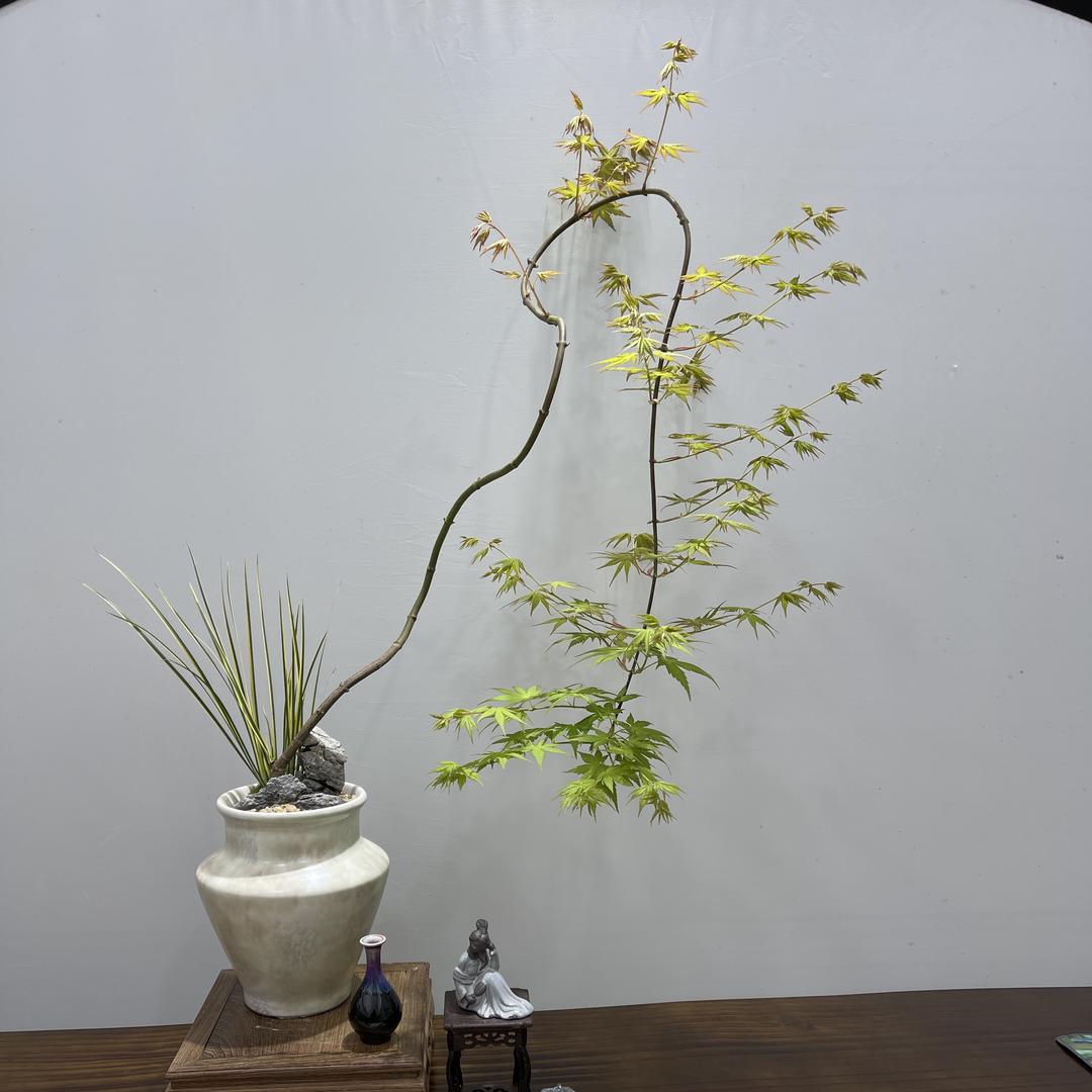 禅艺花道盆景