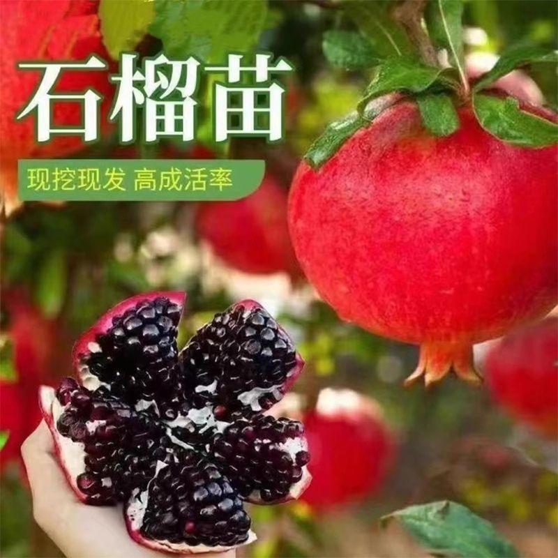 大果风范苗木基地