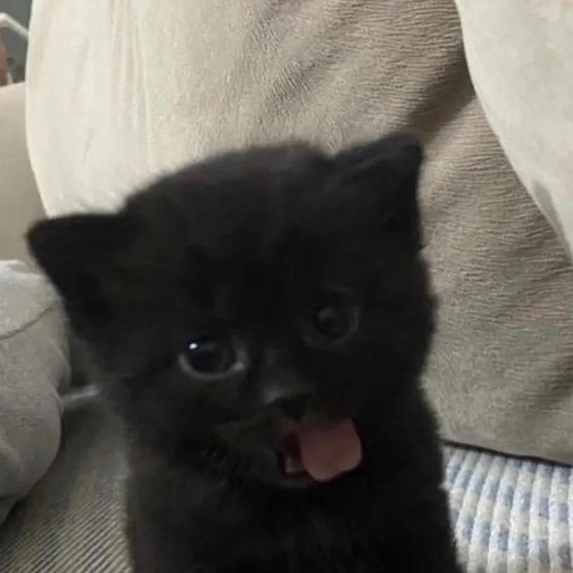 猫猫吨