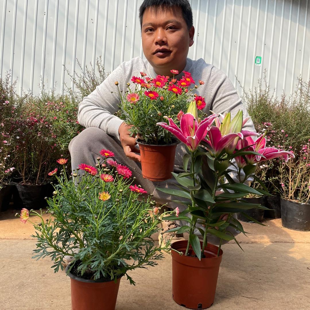 云南花韵花卉有限公司