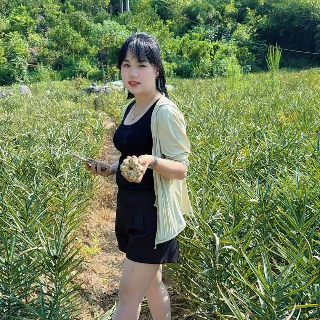 @华姐中药材：种植：百合