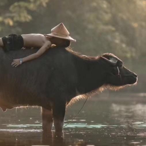 (っ˘̩╭╮˘̩)っ