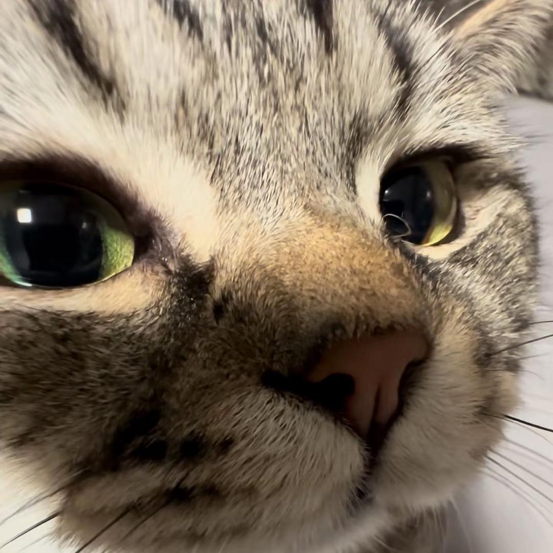 人机小猫111