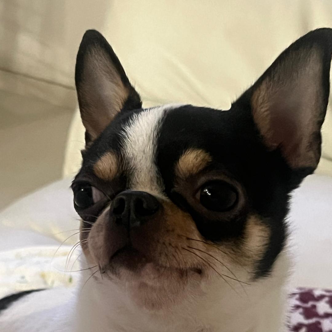 Mo生氣❤️