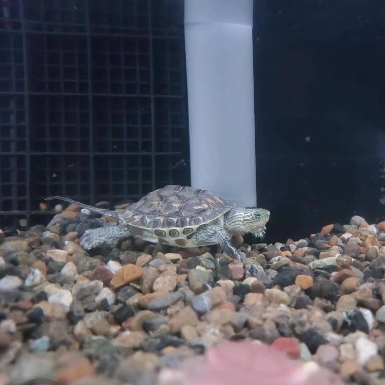 好龟龟🐢