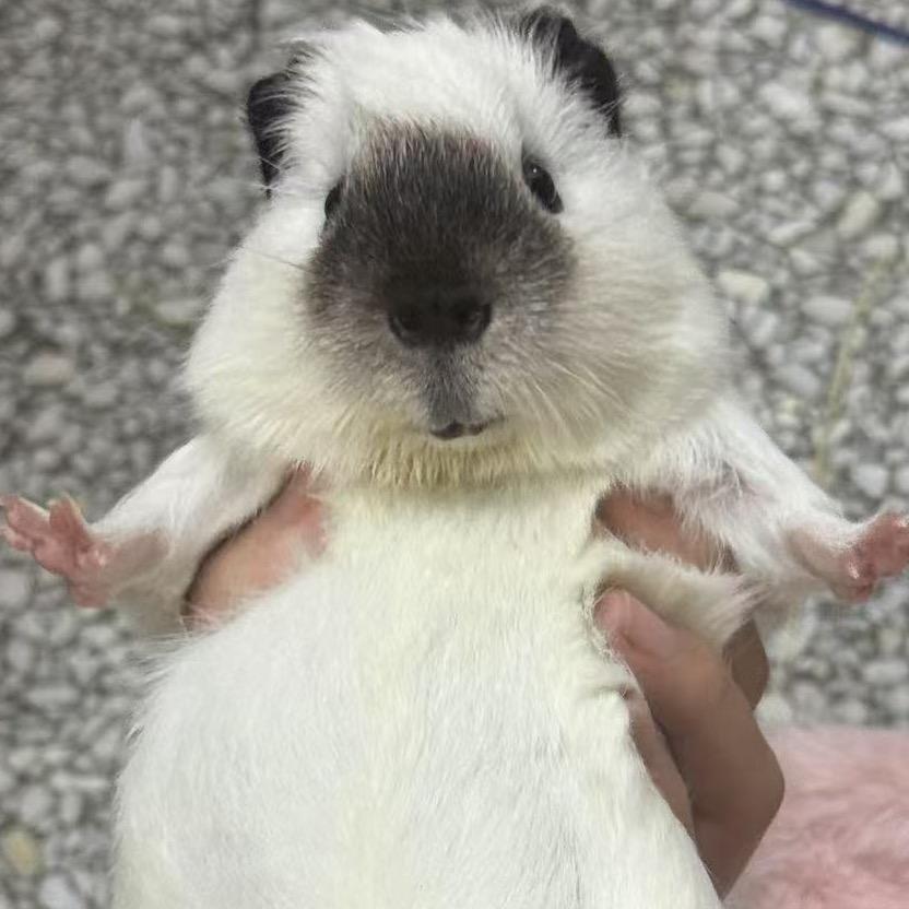 特乌安团