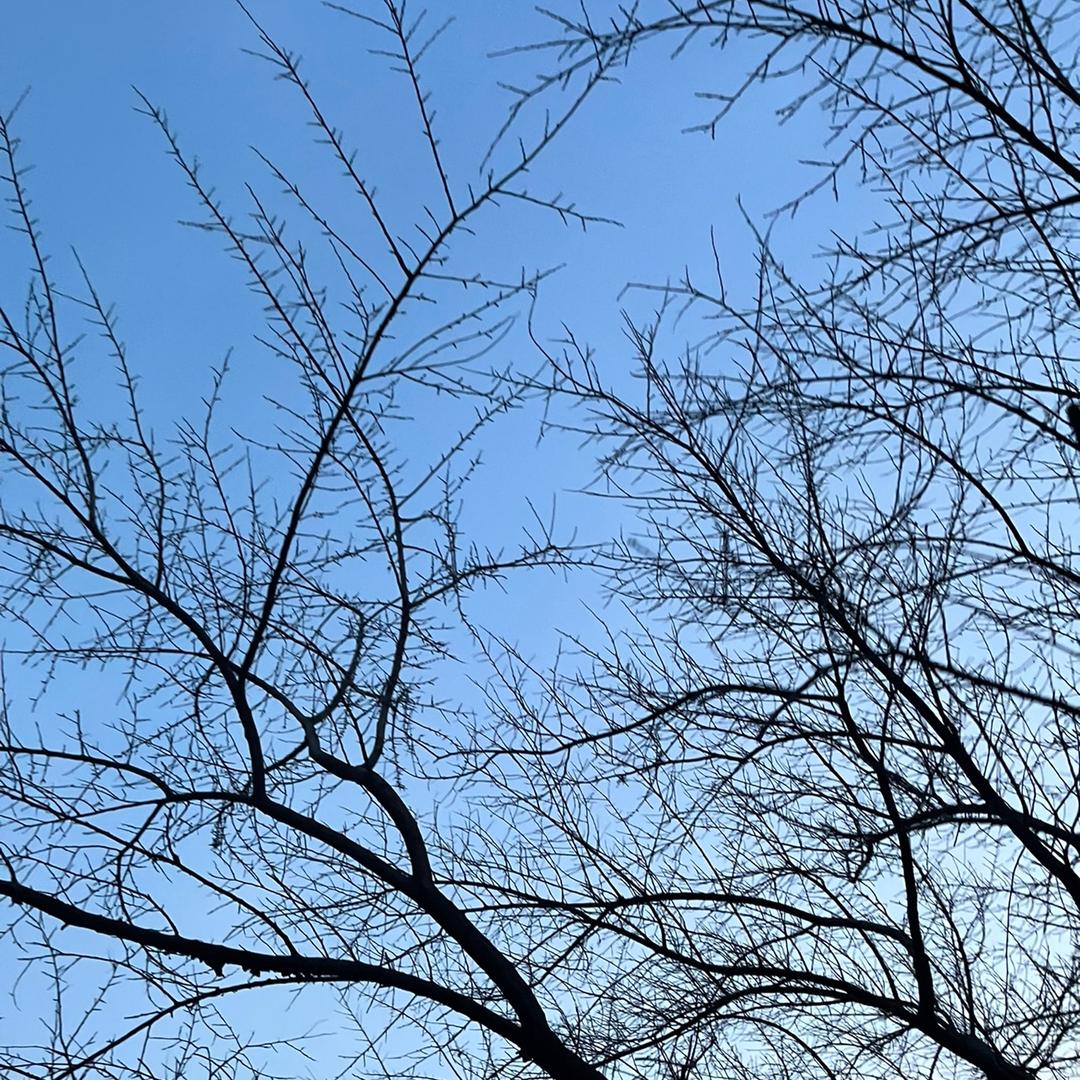 一树崖