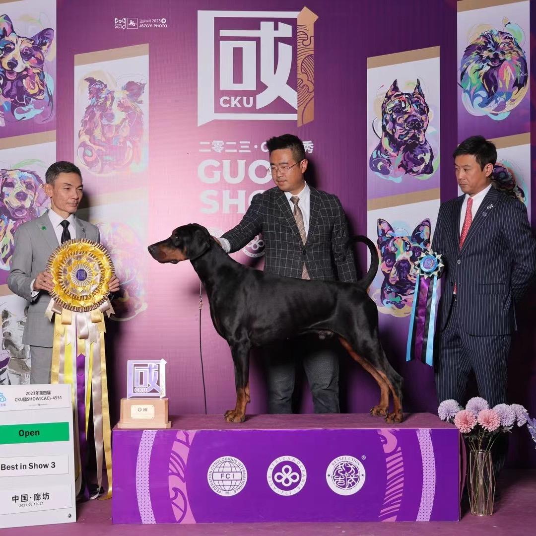 铂悦杜宾犬舍🍀