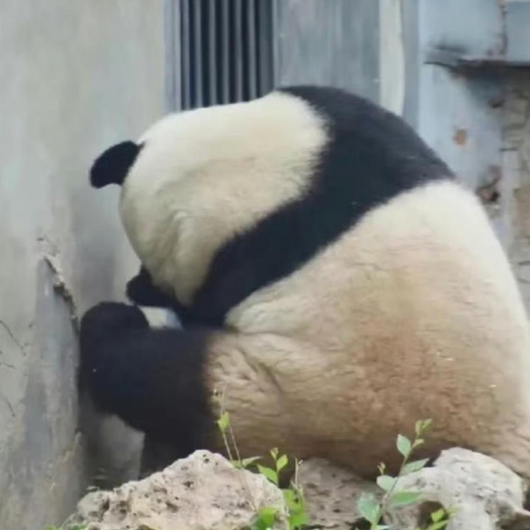 帕格么么