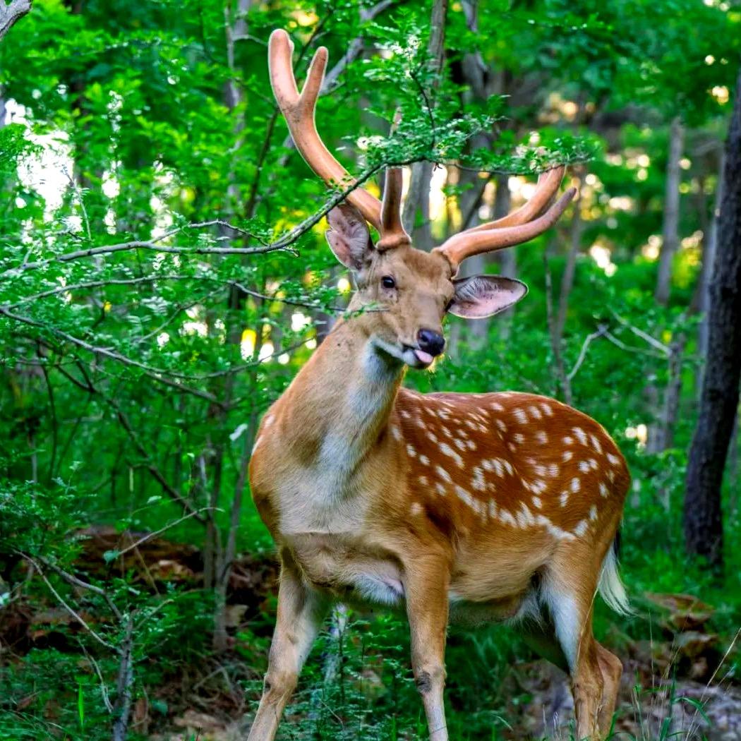 鹿崎黄 鹿心丸 直播间