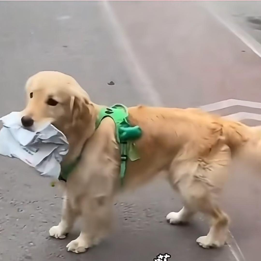 哦咯